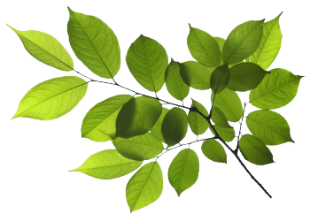 Asparagus extract
