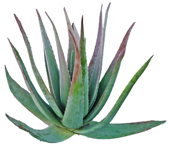 Agave powder