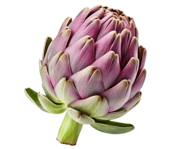 Artichoke Extract