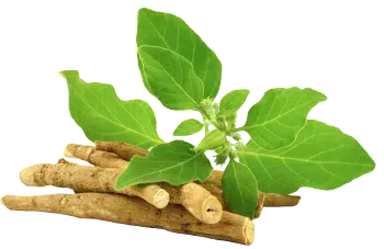 Ashwagandha powder