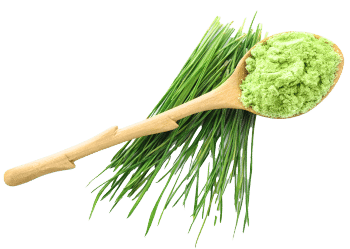 Barley grass powder