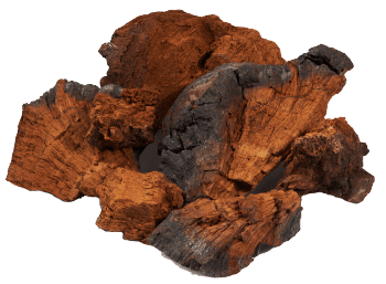 Chaga mushroom