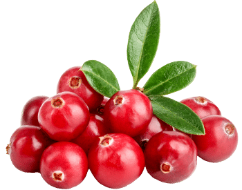 Cranberry Extract