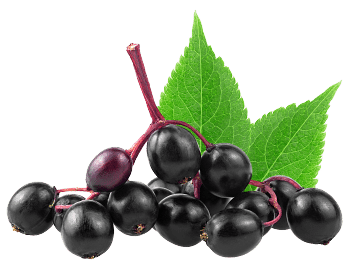 Elderberry Extract