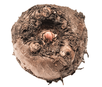 Glucomannan