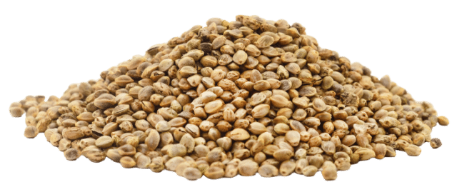 Hemp protein