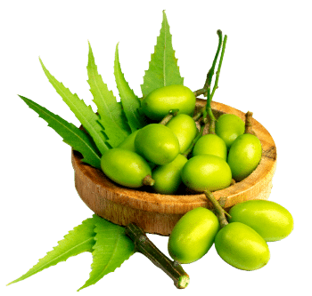 Neem oil