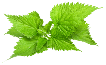 Nettle leaf extract