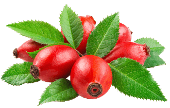 Rosehip