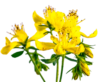 St. John's Wort Extract