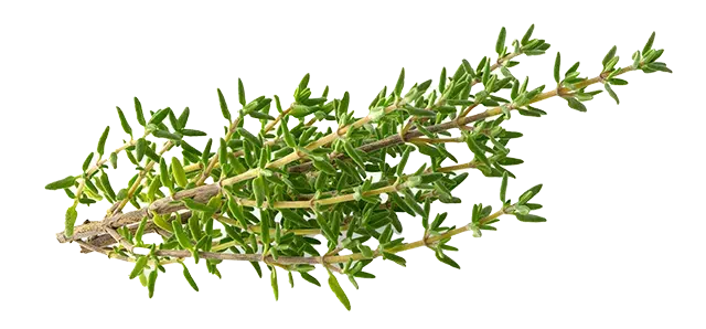 Thyme extract