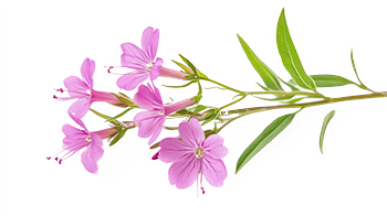 Willow herb extract