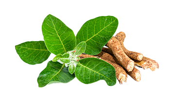 Ashwagandha root powder