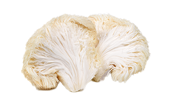 Lion's Mane fruiting body extract