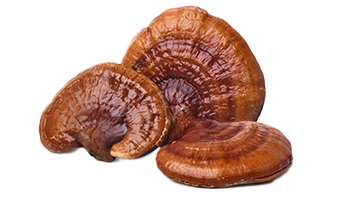 Reishi mushroom powder