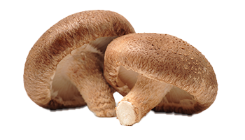 Shiitake fruiting body extract